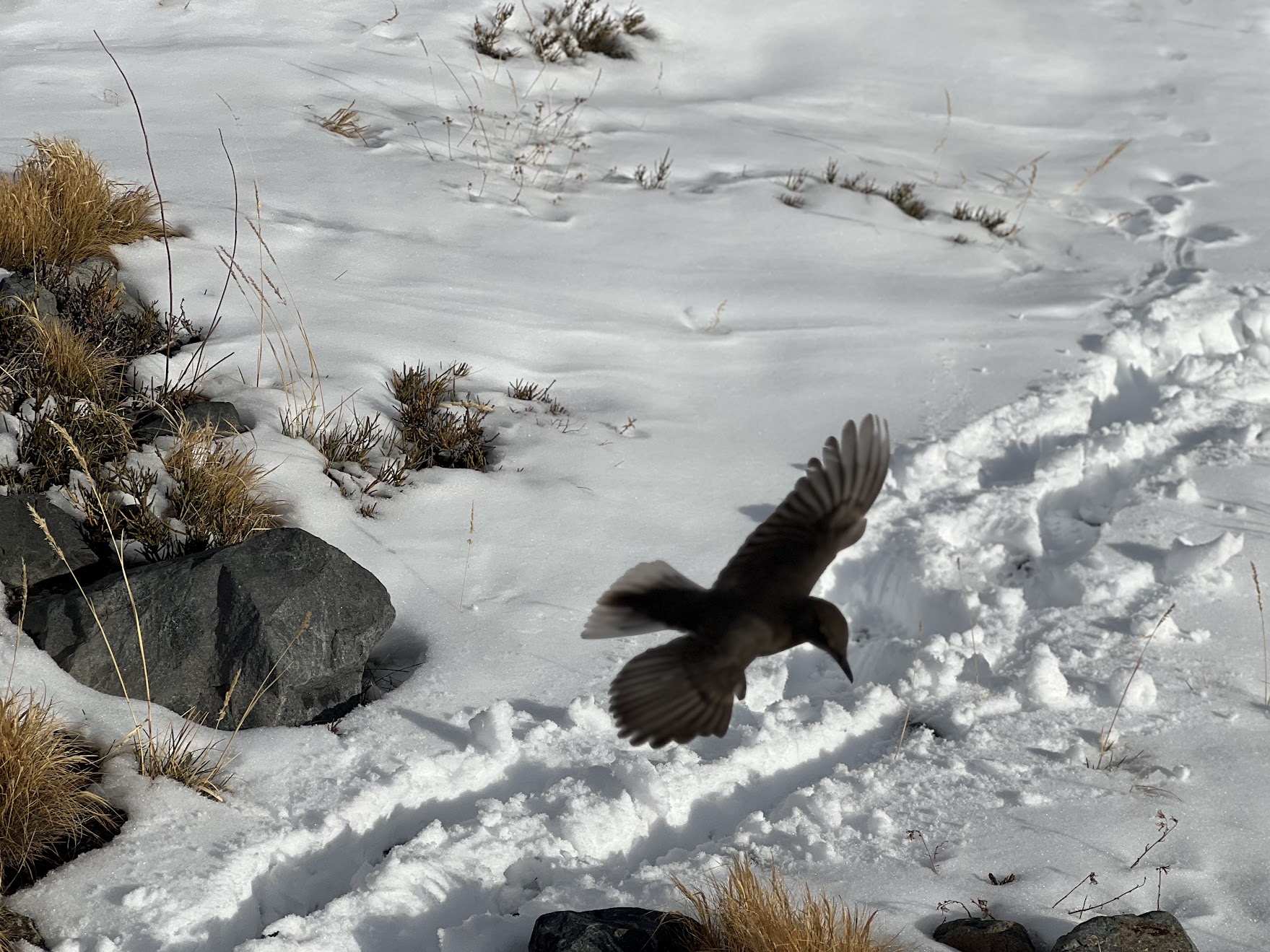 Bird