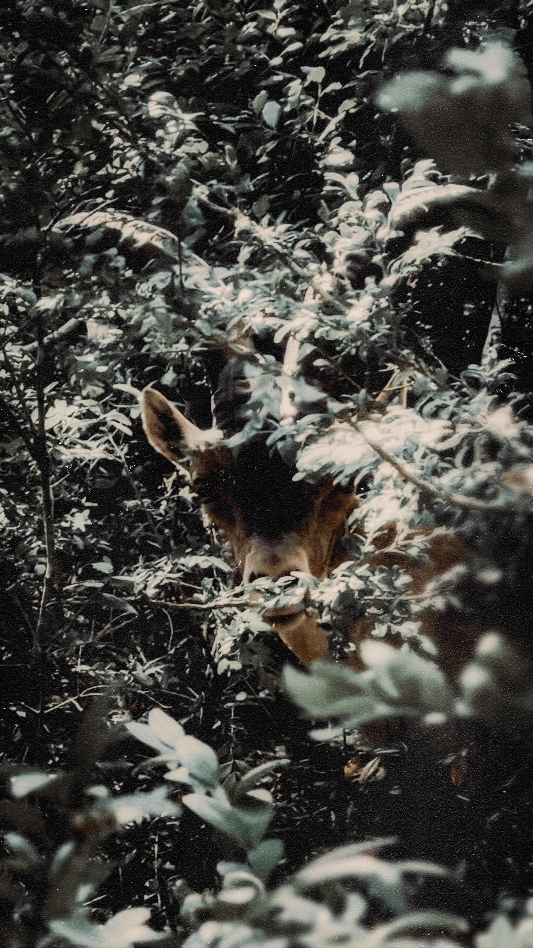 Capra Pyrenaica en Montserrat