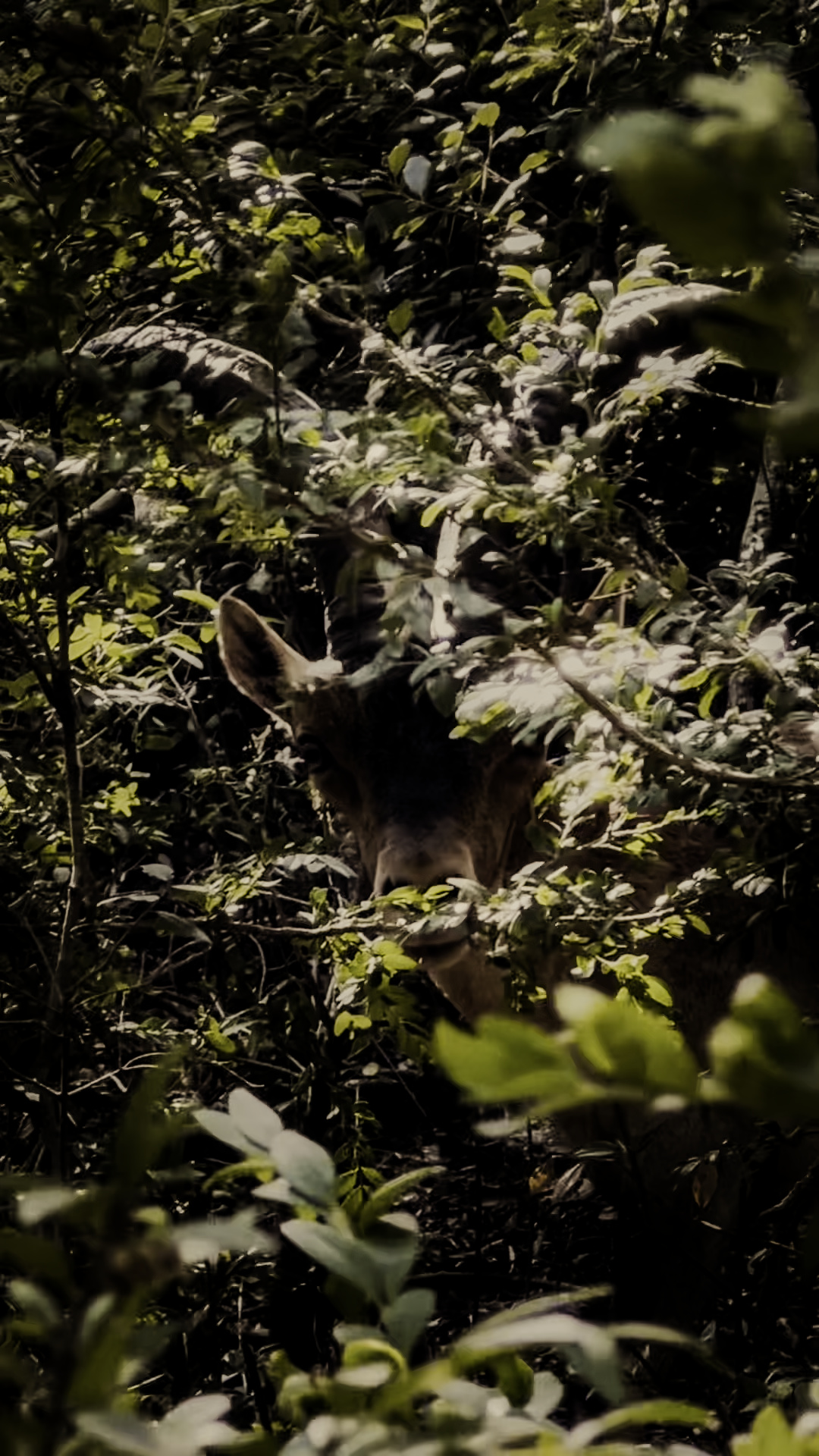 Capra Pyrenaica en Montserrat